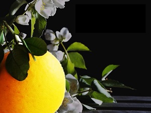 国産アロマ伊予柑・supreme aroma