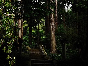 高野槙・supreme aroma
